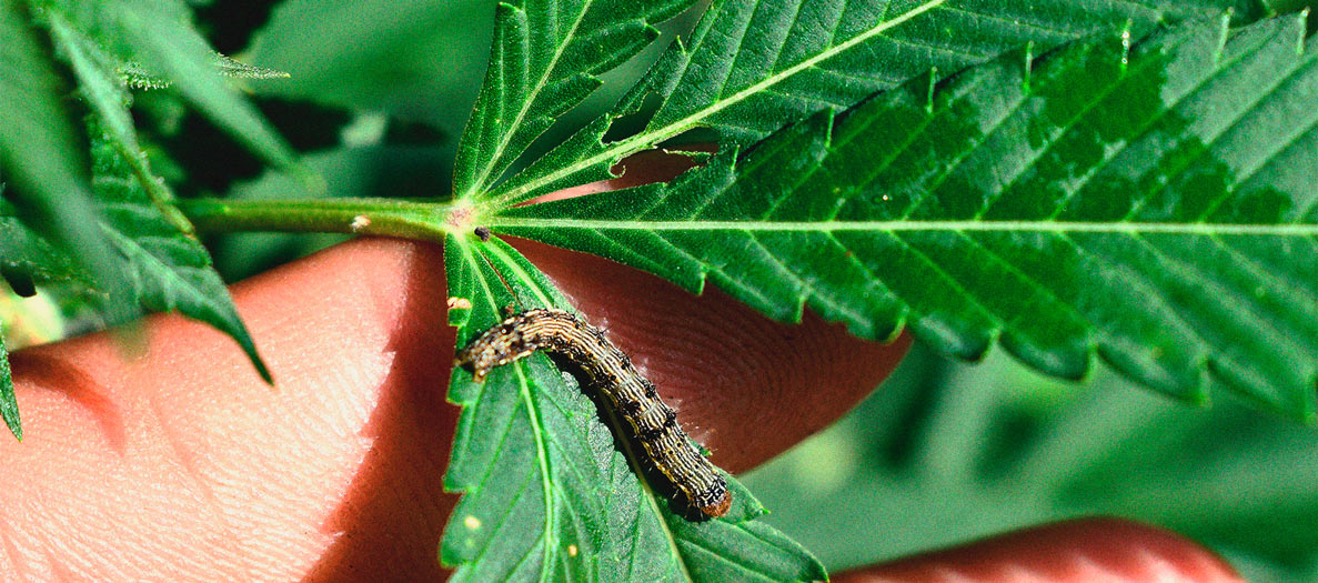 Identificación y tratamiento de las enfermedades más comunes del cannabis Identificación y tratamiento de las enfermedades más comunes del cannabis