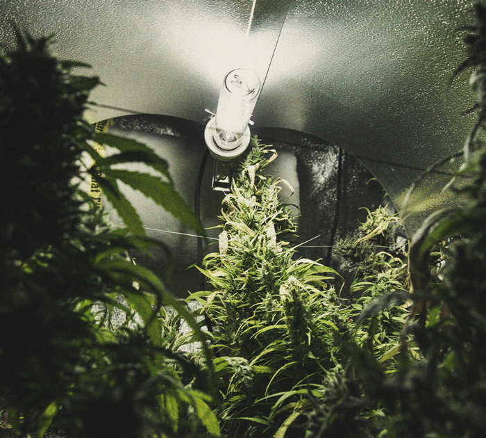 Identificación y tratamiento de las enfermedades más comunes del cannabis Identificación y tratamiento de las enfermedades más comunes del cannabis