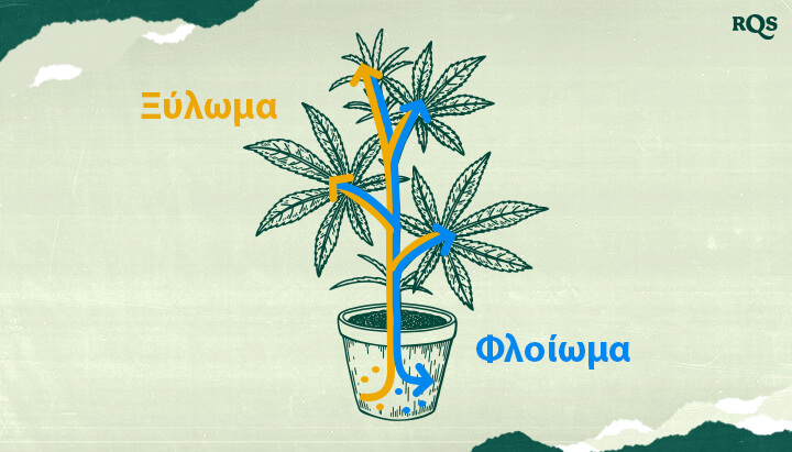 Ξύλο και Φλοίωμα της Κάνναβης: Πώς Κινούνται το Νερό, τα Θρεπτικά Συστατικά και τα Σάκχαρα στα Φυτά Μαριχουάνας Κατανοήστε το ξύλο και το φλοίωμα της κάνναβης! Αυτή η εικόνα δείχνει πώς το νερό και τα θρεπτικά συστατικά (ξύλο - μπλε) και τα σάκχαρα (φλοίωμα - πορτοκαλί) μεταφέρονται σε όλο το φυτό της μαριχουάνας. Μάθετε για τα αγγειακά συστήματα των φυτών.